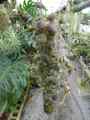 G775 3-2 Dischidia collyris CK