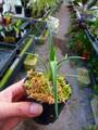 P735 3-1 Brocchinia reducta {France strain, clone #1.2} BCP
