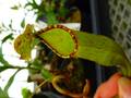 R630 3-3 N. xTrichocarpa spotted