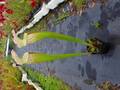 R286 S. leucophylla rose No.1 Y's