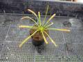 R514 4-1 D. capensis
