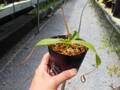 J178 5-3 N. merrilliana (giant) wild TH