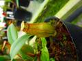 R377 3-3 N. gracilis sport