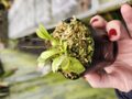 R443 1-1 Cephalotus follicularis HCP