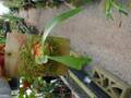 E221 3-2 Platycerium Dawboy THW