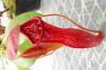 P370 5-3 #BBB N. Mastersiana var. purpurea x veitchii Bario No.2 山本
