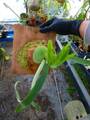 G482 3-1 Platycerium willinckii Roll AO