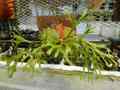 Y283 3-2 Platycerium ridleyii AO
