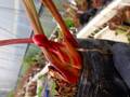 R386 S. flava `Red Burgundy' SWC