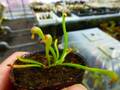 R246 4-2 Darlingtonia californica Y's Lab