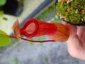 P124 5-3 N. ventricosa-red seedling