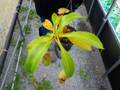 R171 5-3 N. ventricosa (b) squat x truncata Y's