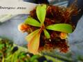 Y040 5-1 N. peltata x bongso #NNN