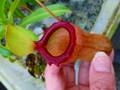 Y770 5-1 N. (ventricosa x sibuyanensis squat) x (ventricosa x sibuyanensis) Y's