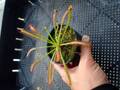 G080 4-1 D. capensis narow leaf
