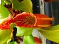 G052 5-1 #BBB N. veitchii `Akazukin' x veitchii Bario stripe peristome Y's