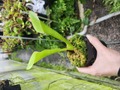 Y298 1-1 H. purpurascens clone18 {Patari Tepui Venezuela} BCP