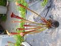 R545 2H A27 S. alata var. nigropurpurea Black tube, De Soto Nat. Forest