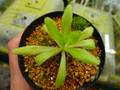 Y694 1-2 P. moctezumae x zecheri