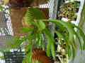 G213 3-2 Platycerium ridleyi wild VV