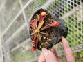 R222 4-1 S. psittacina var. okefenokeensis, Liberty Co, very large traps CK 