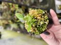 G598 1-1 [YA-30] Cephalotus follicularis Giant Y's 