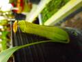 R639 3-3 N. gracilis テルピット