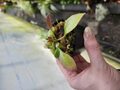 P444 1-1 Cephalotus follicularis seedling of Hummer's Giant 02 BCP