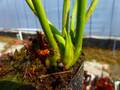 G458 S. flava f. heterophylla (near shallote) CK