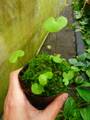 G909 1-4 U. nelumbifolia x reniformis CK