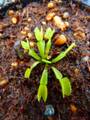 G010 4-1 Dionaea muscipula `Coquillage' [BCP ID# 2066] BCP