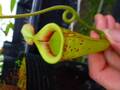G017 3-1 #BBB N. xHookeriana
