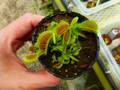 G011 4-1 Dionaea mucipula South-West Giant Y's Lab