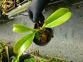 G307 5-3 #BBB N. (ventricosa x sibuyanensis) x truncata ♀ EP