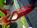 G066 5-1 #BBB N. (sumatrana x boschiana) x campanulata konan