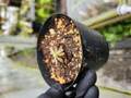 R375 1-4 D. gragomolensis {Itacambira, MG, Brazil}BCP
