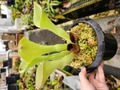 Y758 1-1 H. exappendiculata "Giant Bubble" CC 