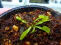 G872 4-1 Dionaea muscipula `Coquillage' [BCP # 2066] BCP