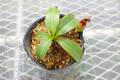 P879 5-3 #BBB N. northiana x veitchii Brunei (♂No.1) 山本