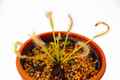 Drosera capensis alba / 2.5号鉢 / ドロセラ カペンシス