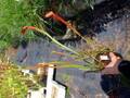 G741 S. rubra ssp. jonesii SWC