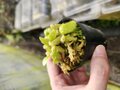 P185 1-1 Cephalotus follicularis austrarian pitcher plant baby plant 