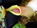 P213 5-1 #BBB N. merrilliana x veitchii L/L 山本