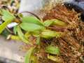 P167 1-2 N. inermis (Gunung Gadut, Sumatra) Clone;11 AW