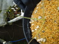 R480 4-1 Drosophyllum lusitanicum
