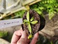 G615 1-3 N. rajah JH Y's Lab 