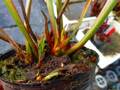 R606 S. leucophylla `Schnell’sGhost’　CK