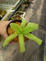 P790 4-1 P. gigantea