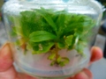 Y441 [YA-137] N. ampullaria green Serian Sarawak Y's