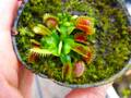 Y897 4-1 Dionaea muscipula "Red Green" CK